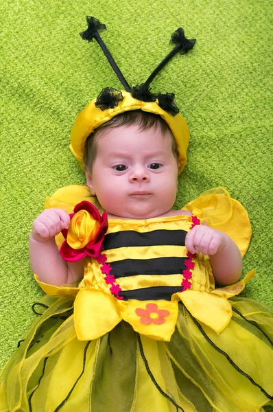 Honey Bee Baby on green background — Stock Photo, Image