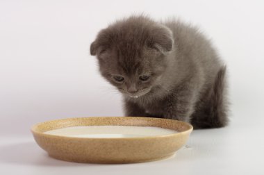İskoç kedi yavrusu