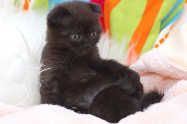 Gato escocés — Foto de Stock