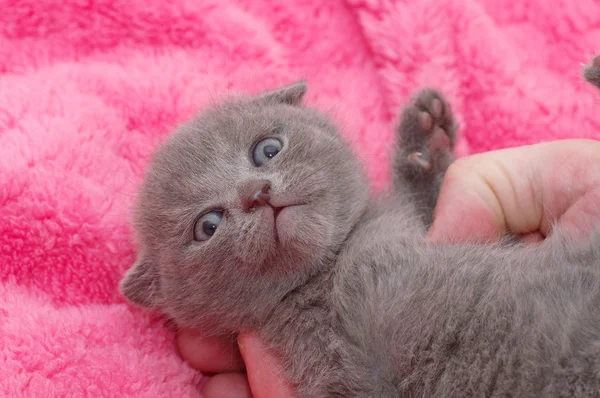 Scottish cat — Stock Photo, Image