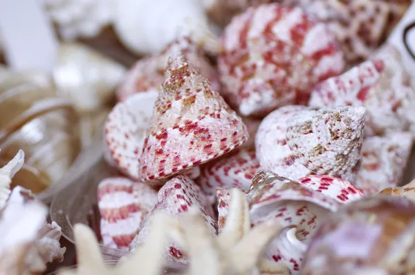 Conchas fundo — Fotografia de Stock