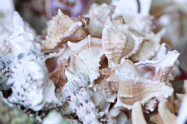 Shells background — Stock Photo, Image