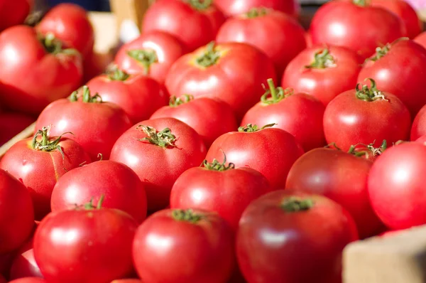 Tomates frescos — Fotografia de Stock