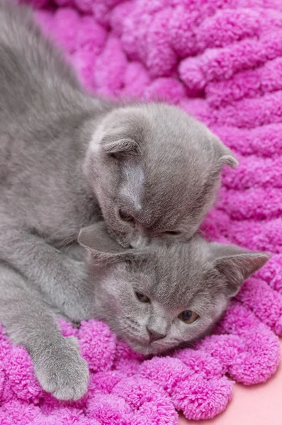 Scottish cats — Stock Photo, Image