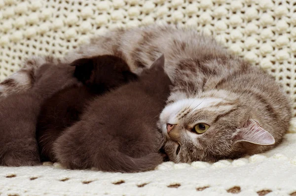 Scottish cats — Stock Photo, Image