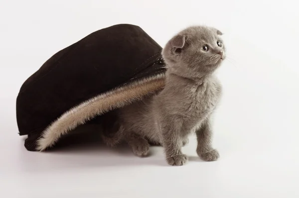 Kotek pod kapelusz — Zdjęcie stockowe