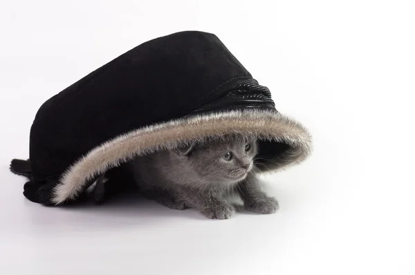 Chaton sous chapeau — Photo