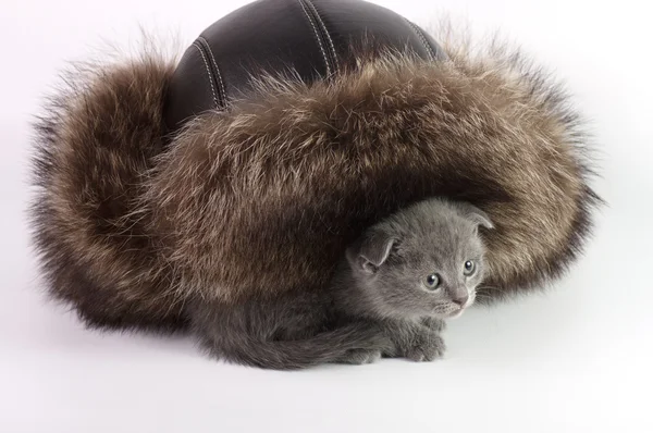 猫との毛皮の帽子 — ストック写真