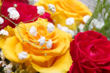 Kırmızı ve sarı güller
