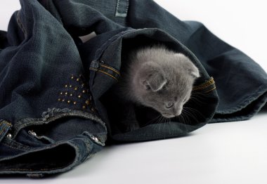 Genç kedi gizleyerek pantolon