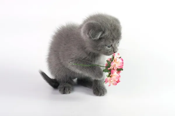 Scottish young cat with flowers — Stock Photo, Image