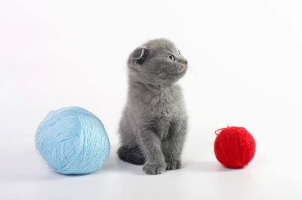 Gato joven escocés con bolas de lana — Foto de Stock