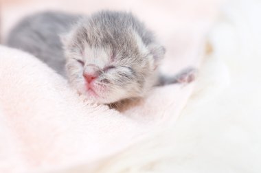 güzel İskoç genç kedi