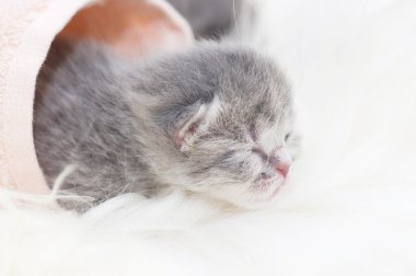 güzel İskoç genç kedi