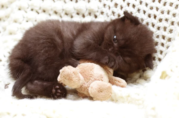 아름 다운 스코틀랜드 젊은 고양이 — 스톡 사진