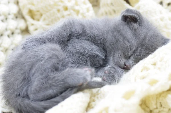 Hermoso gato joven escocés —  Fotos de Stock