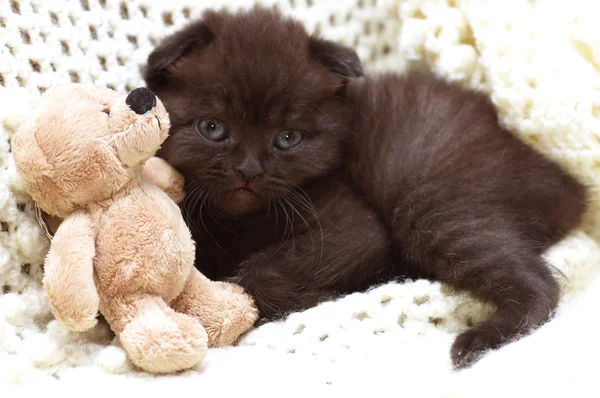 아름 다운 스코틀랜드 젊은 고양이 — 스톡 사진