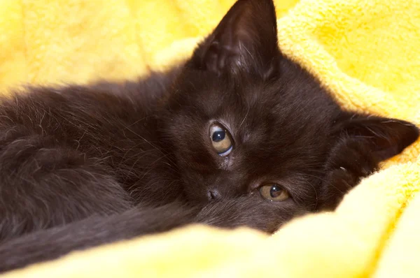 Schöne schottische junge Katze — Stockfoto