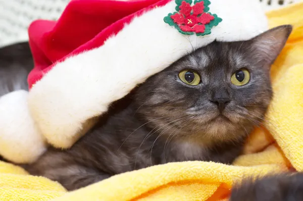 Skotský kočka s kloboukem santa — Stock fotografie