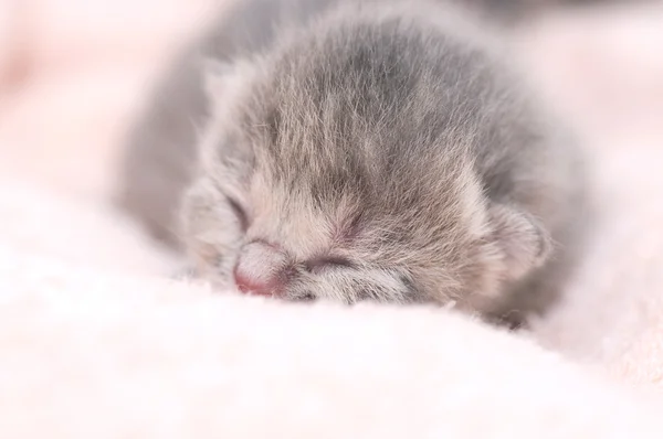 Prachtige Schotse jonge kat — Stockfoto