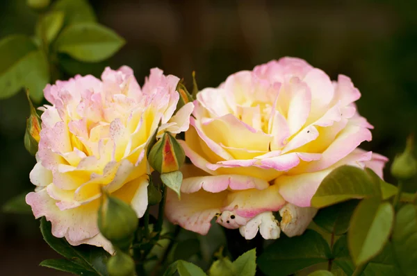 Schöne Rosen — Stockfoto