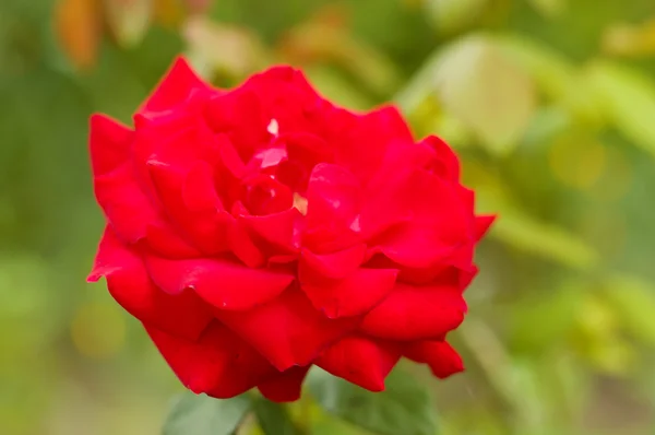 Hermosa rosa roja — Foto de Stock