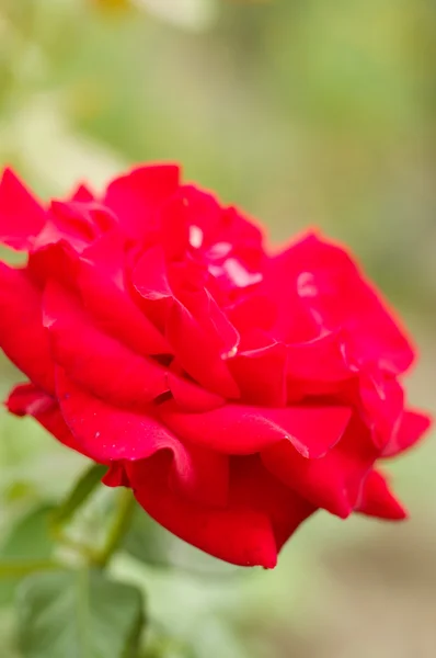 Bella rosa rossa — Foto Stock