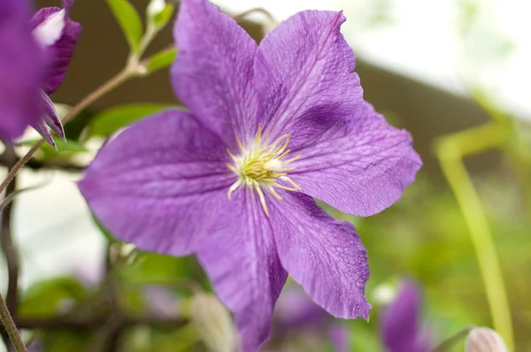 Violet flowers — Stock Photo, Image