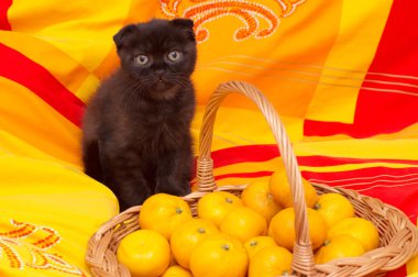 İskoç genç kedi