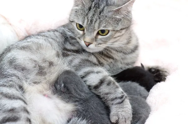Cat feeding kittens — Stock Photo, Image