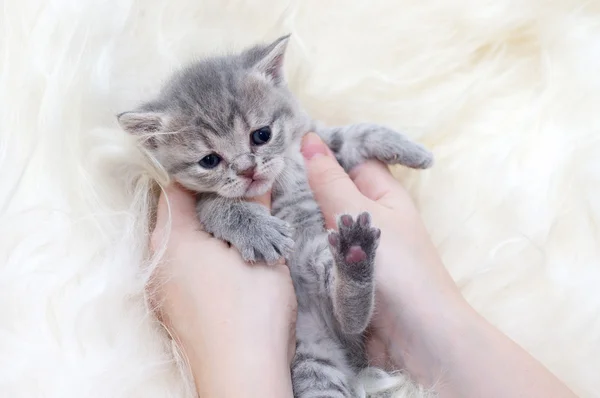 Kitten in hands — Stock Photo, Image