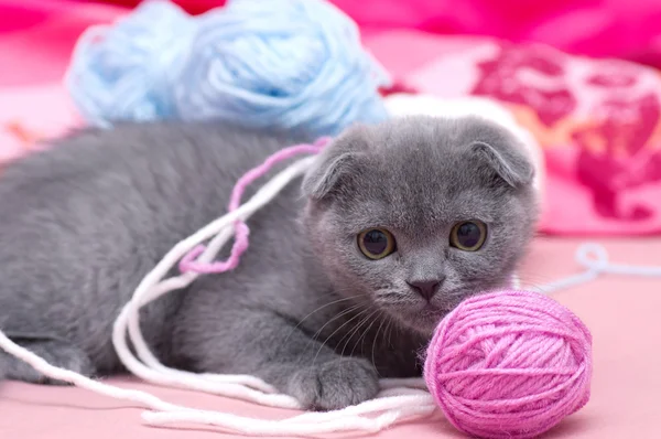 Gato joven escocés — Foto de Stock