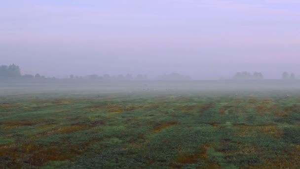 Beyaz leylekler sisli sabahın erken saatlerinde yeşil tarlaların üzerinde uçar. — Stok video