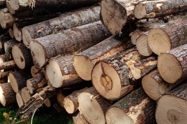 Birbiri üstüne dizilmiş kurumuş kütükler