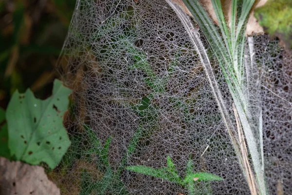 Cobwebs το καλοκαίρι, φαινόμενο της μετανάστευσης αράχνες, ιστοί αράχνες τέλη του καλοκαιριού — Φωτογραφία Αρχείου
