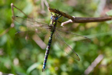 Yaklaş yusufçuk sopayla kahverengi bir sopanın üzerine tünemiş.