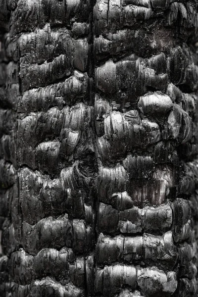 Details patterned surface texture of burnt wood texture Royaltyfria Stockfoton