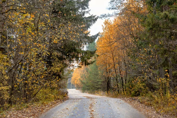 Droga asfaltowa chodnik bez ludzi w jesiennym lesie Obrazy Stockowe bez tantiem