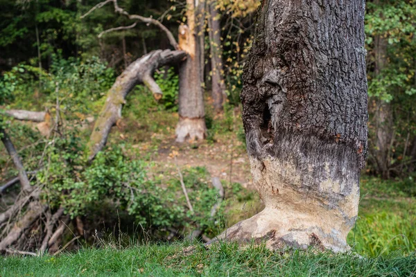 Kenarında Kunduzlar Tarafından Kemirilmiş Ağaç Ağacın Her Yerinde Talaş Var Stok Fotoğraf