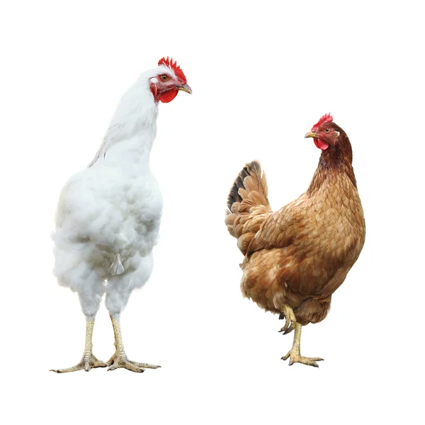 Funny hen and rooster Stock Photo