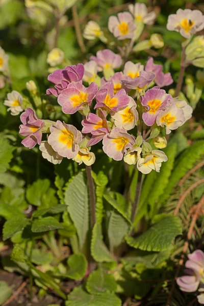 Spring flower — Stock Photo, Image