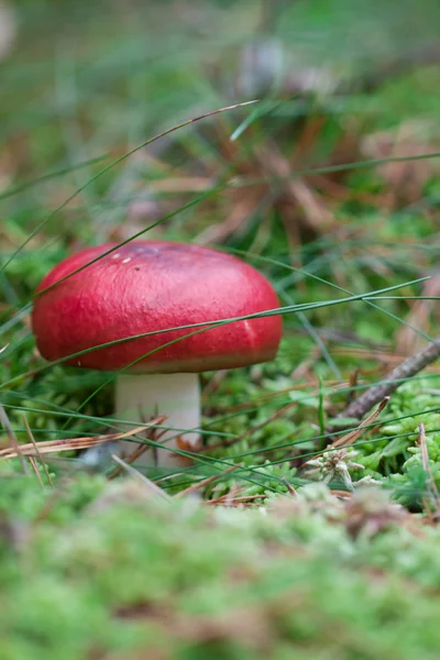 Czerwony grzyb — Zdjęcie stockowe