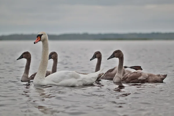 Swan famaly — Stok Foto