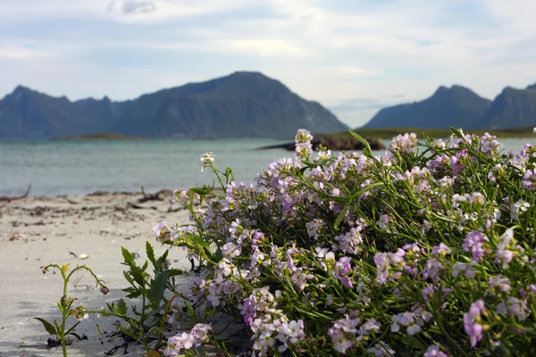 Flowers on a beach — Stock Photo, Image