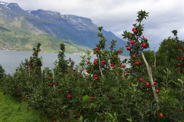 フィヨルドの海岸にリンゴの木 — ストック写真