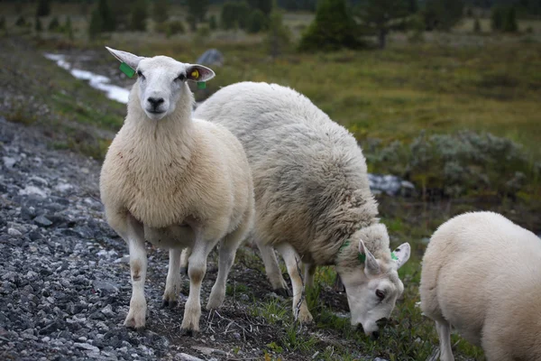 Вівці в дорозі — стокове фото