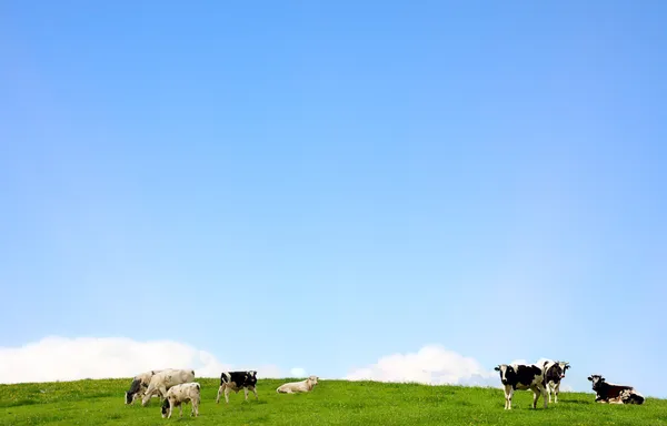 Vacas en un pasto —  Fotos de Stock