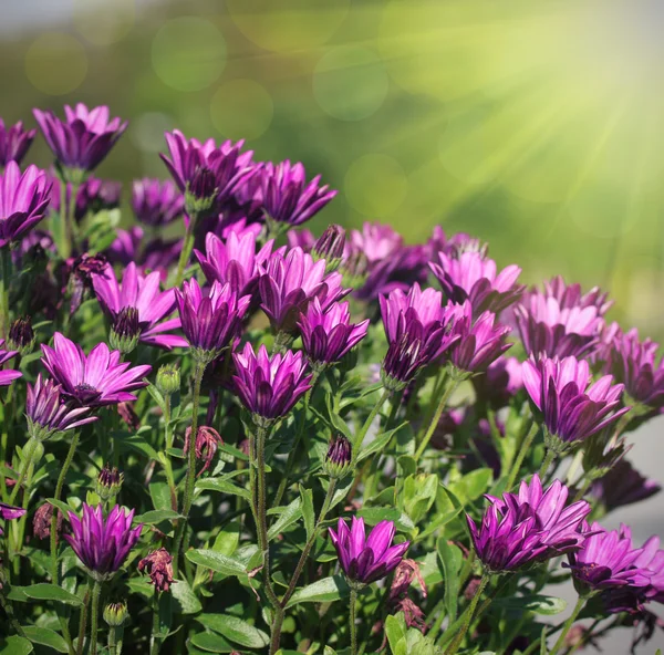 Flores silvestres — Foto de Stock