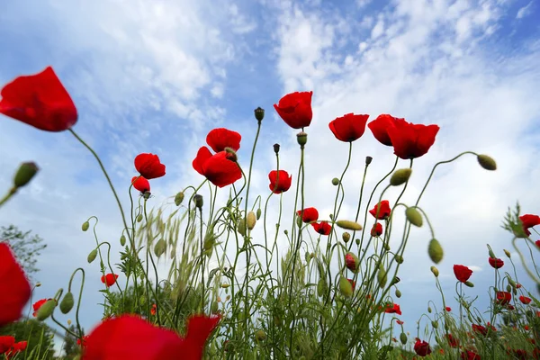 Papavers veld — Stockfoto