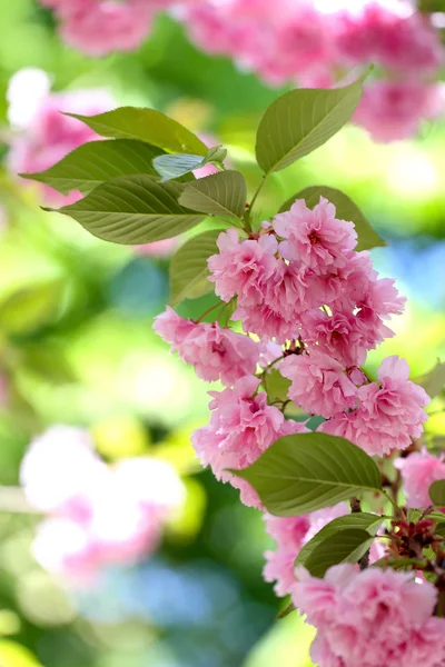 Sakura — Foto Stock